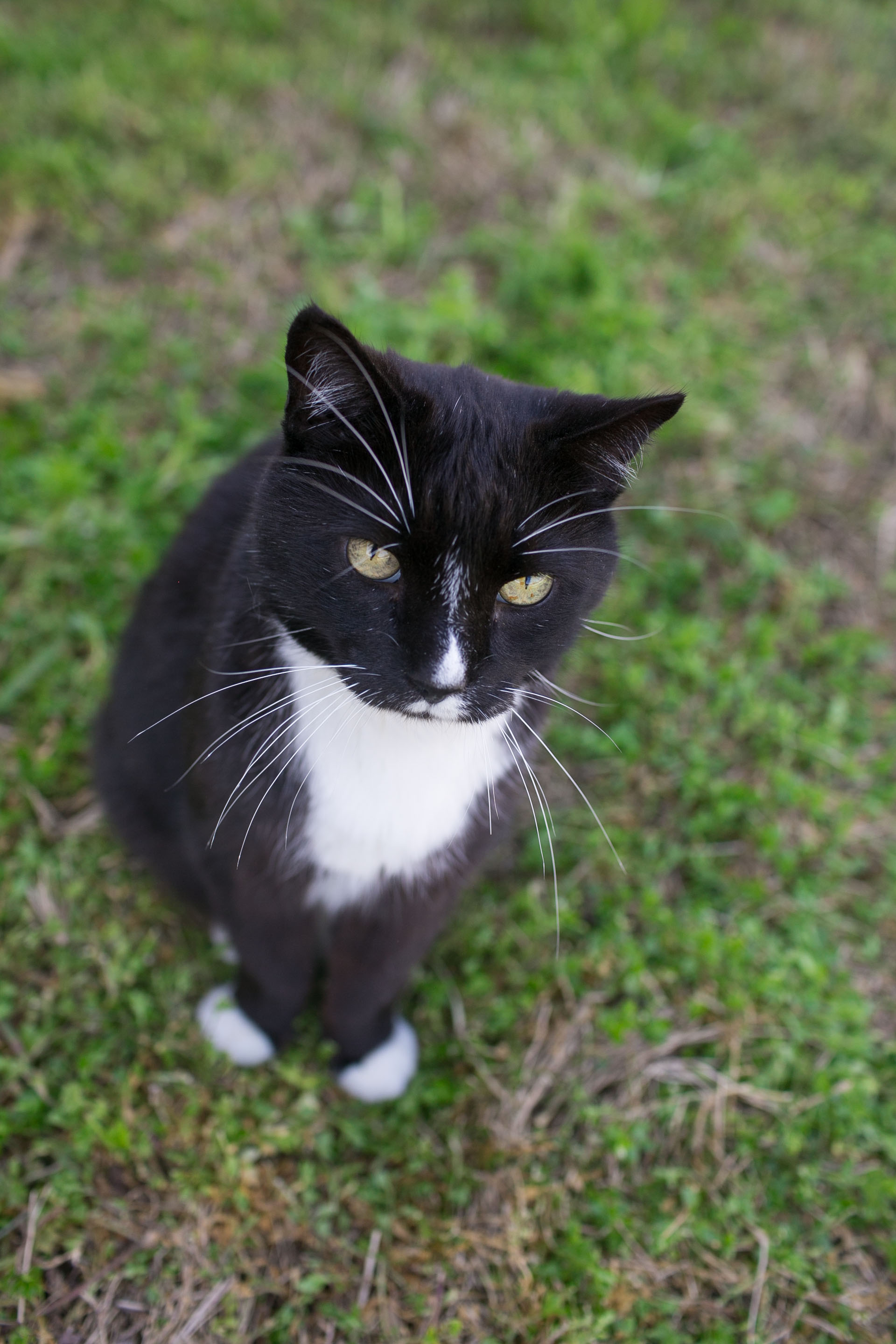 sweet-cat