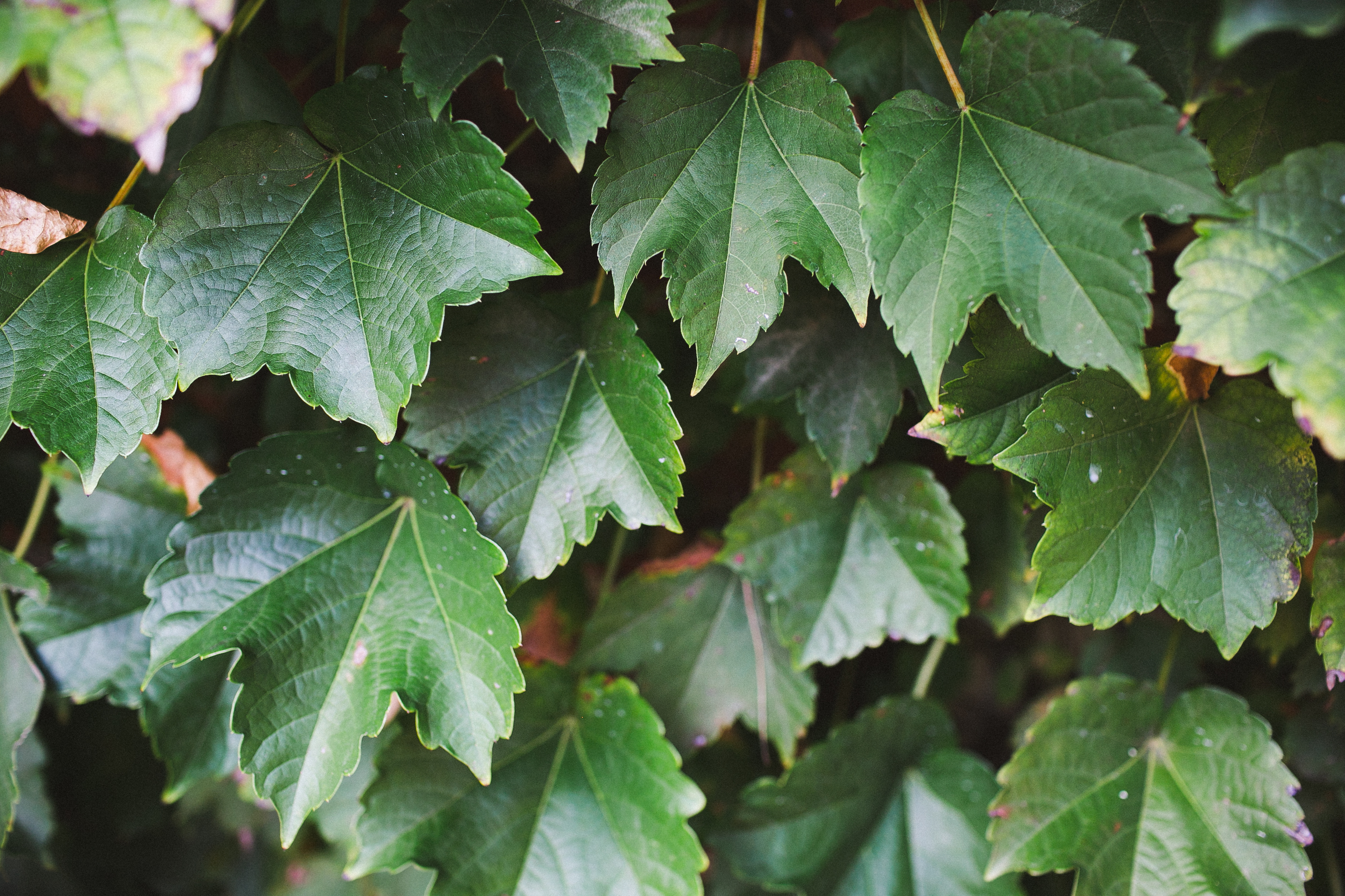 ivy-wall