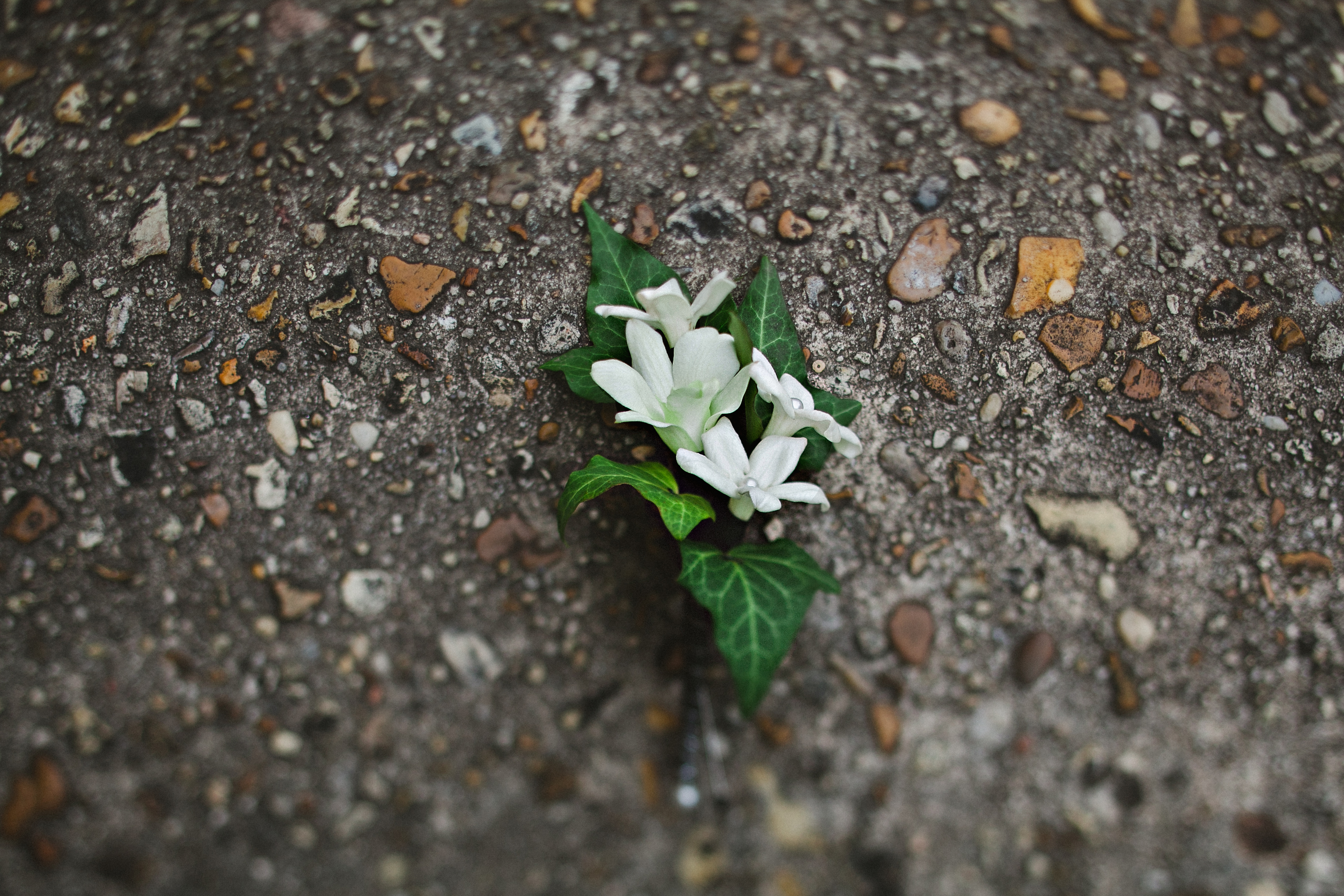 Lynn Doyle Flowers