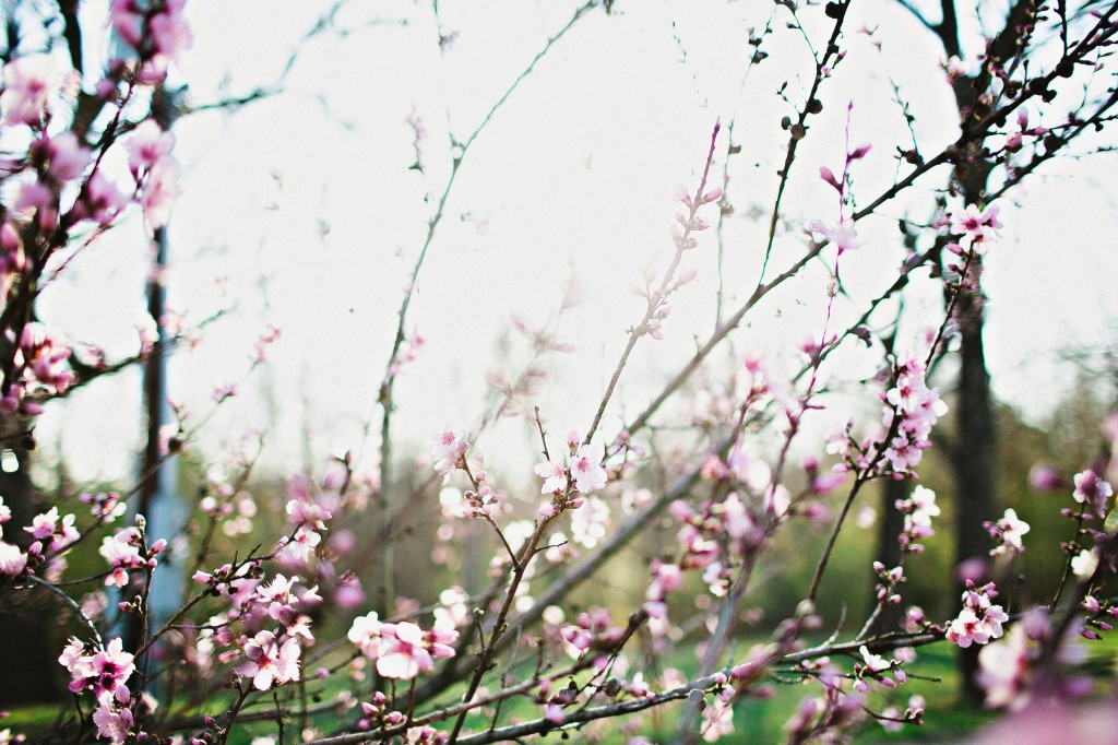 Spring cherry blossoms