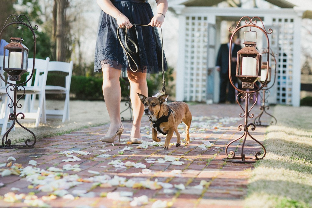 dog as ring bearer 