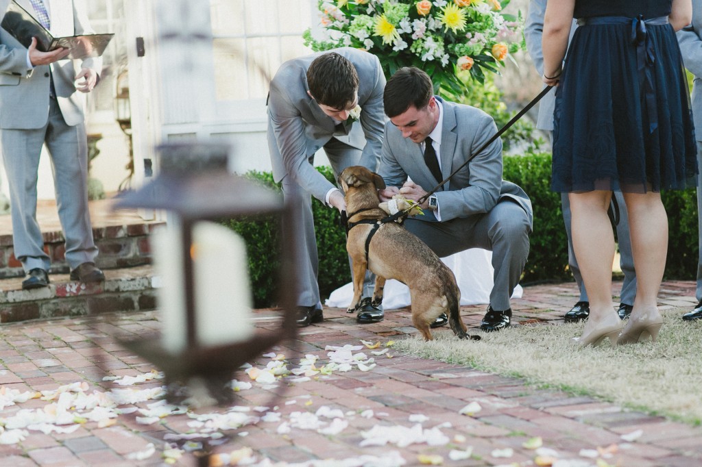 dog as ring bearer 