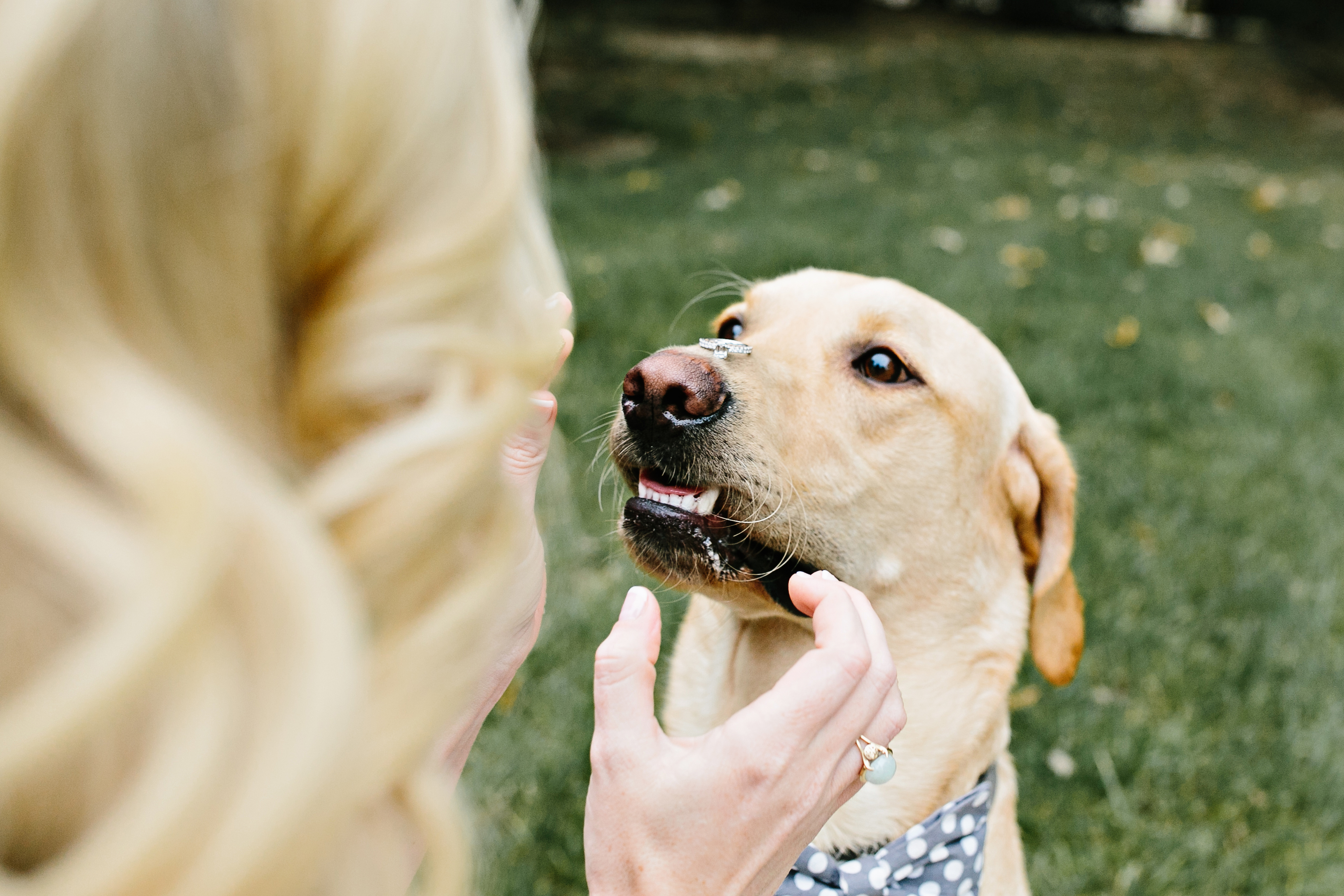 engagement photos with dog. wedding with a dog. save the date with a dog. save the date