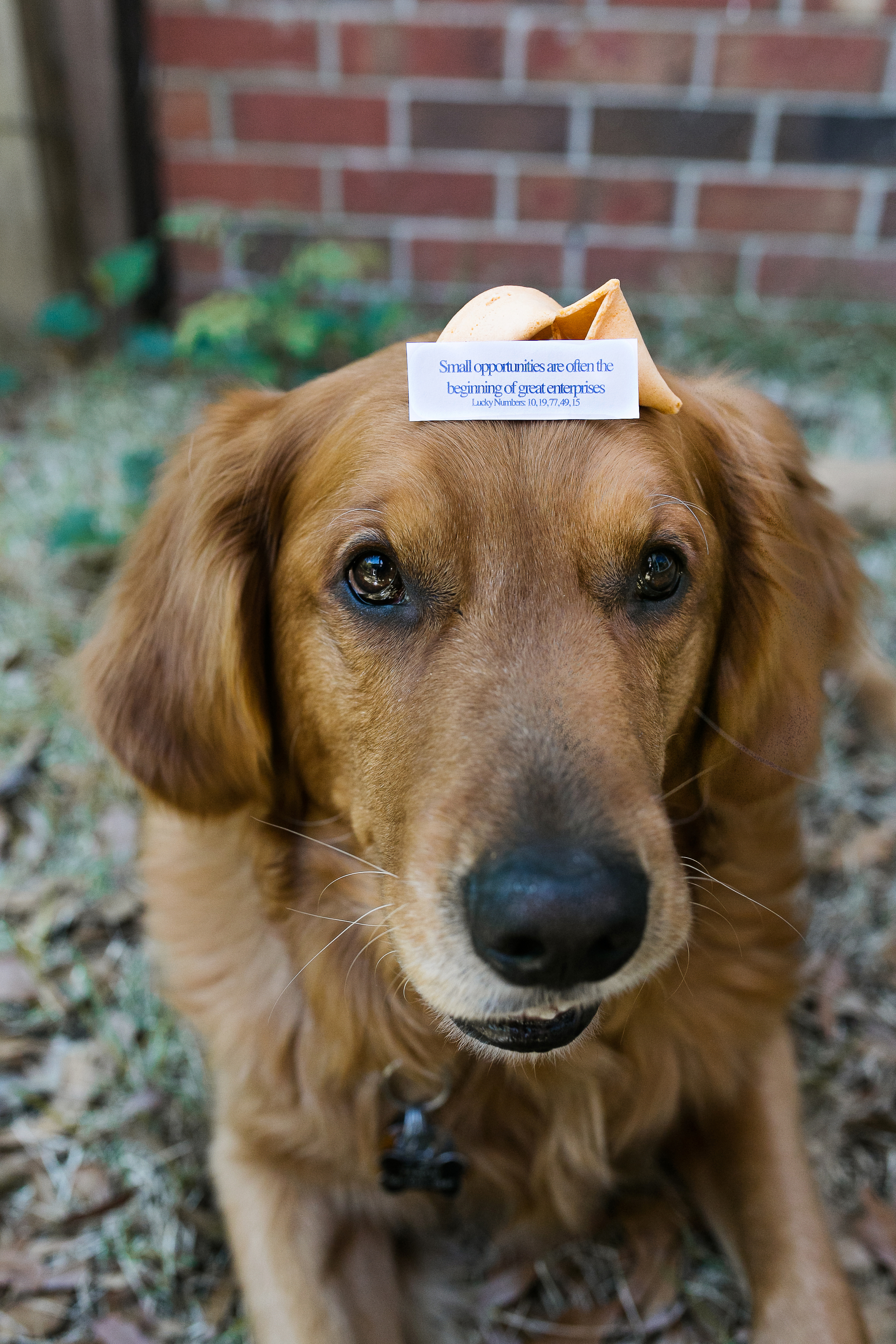dog-with-fortune-cookie
