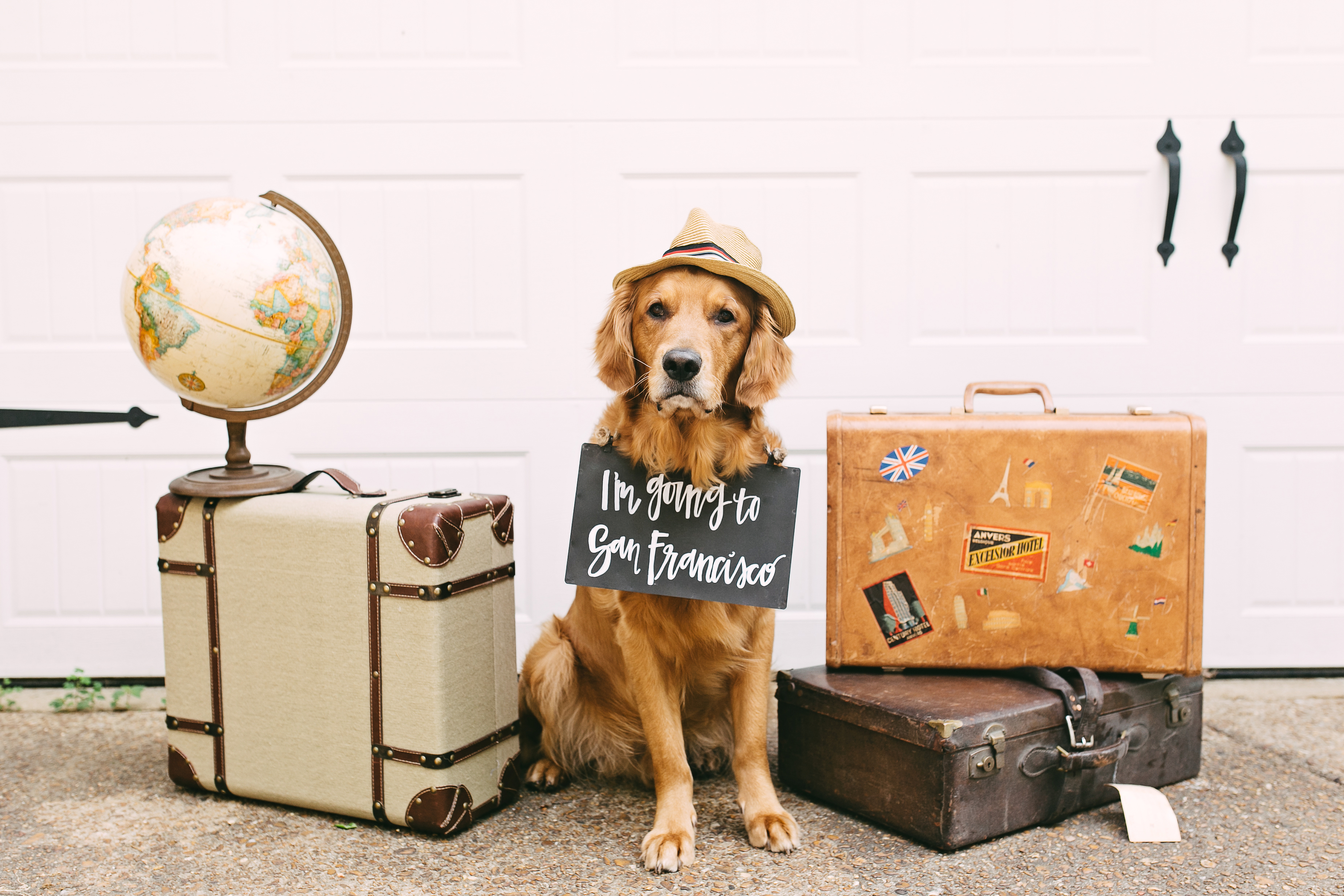 dog's suitcases packed- dog announcing-move