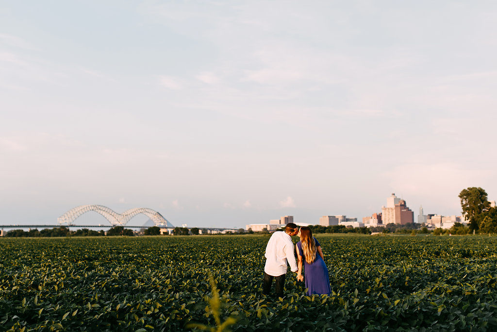 Memphis-Sunflower-field